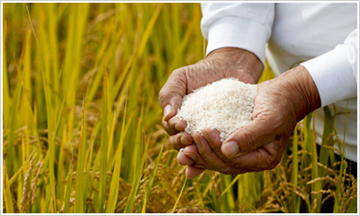 こだわりの米画像